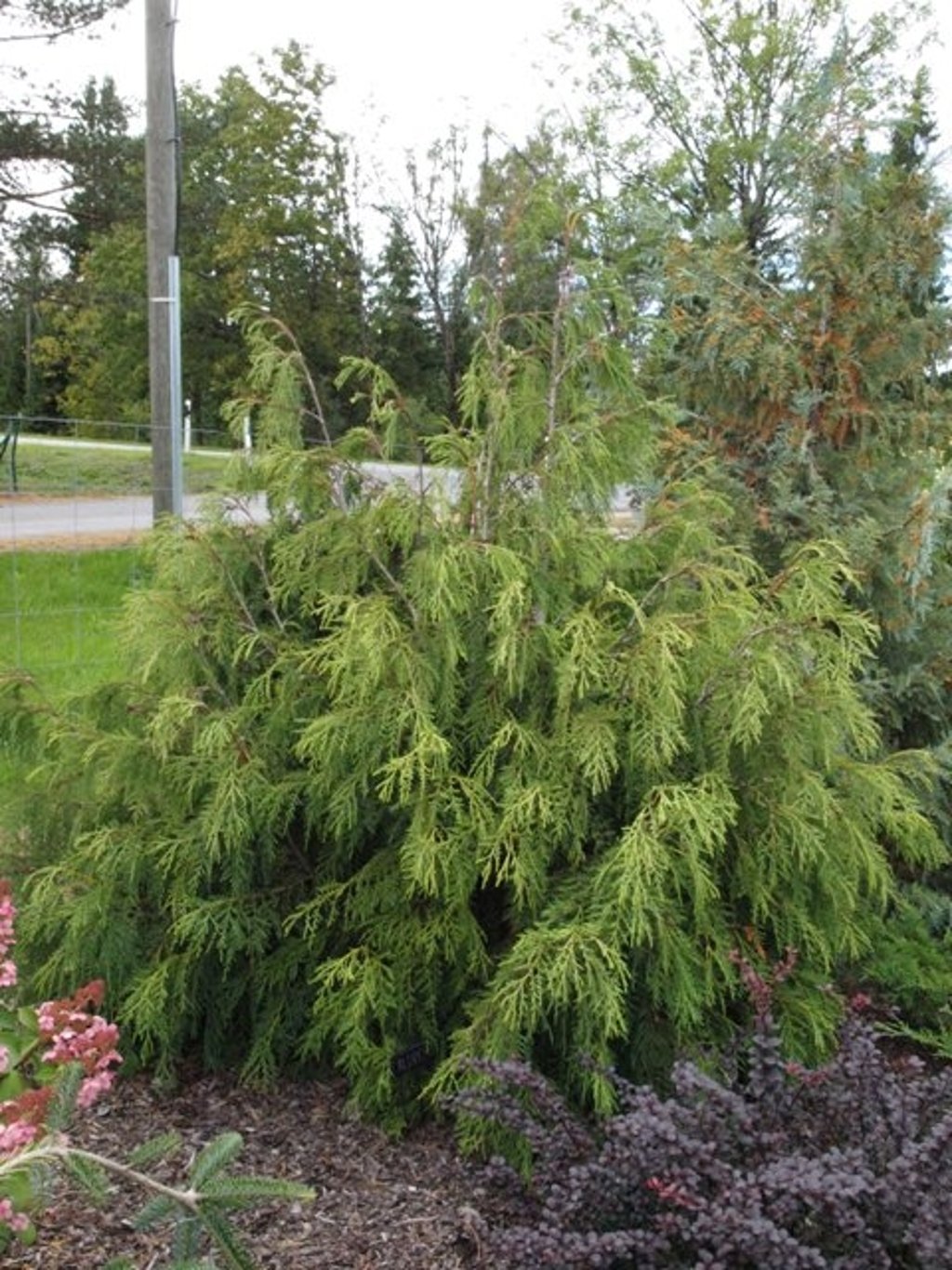 Thuja pl. 'Mt Aldrich' - C3 40-50 CM